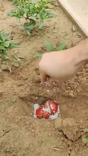 Apply some more fertilizer to the chili peppers, they should grow up soon #Pepper Fertiliz #af0e7