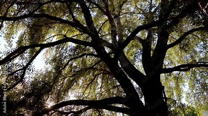 Veteran tree Populus alba - silver poplar in Zaslaw Malicki Park, Warsaw city, Poland, 4k video