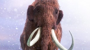 BBC Two - Woolly Mammoth: Secrets from the Ice