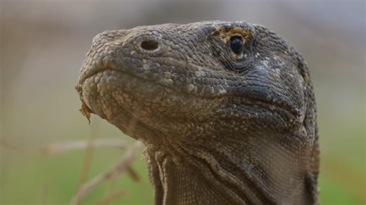 Watch what happens when a Komodo dragon locks onto its target