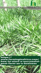 Are you interested in starting a goat farm but don't know how? Then this is for you #farminginafrica #semanhyiafarms #livestock #webinar #nigeriantiktok🇳🇬 #startingafarm #ghanatiktok🇬🇭 #livestockfarming #farmingbusiness | Farming In Africa