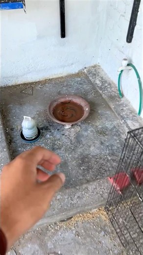 This baby bird come out of nest today