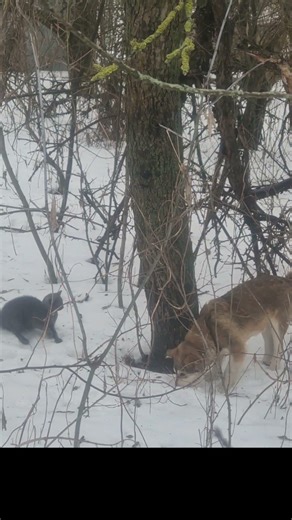 Cats vs Dogs: The Tree Masterclass! 😼 #cat #foryou