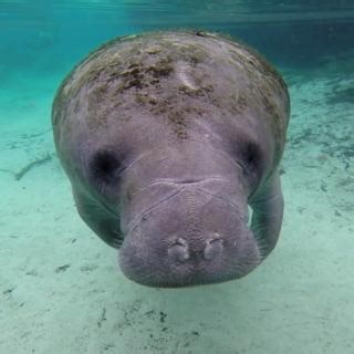 BOOP! This sweet manatee is floating by to remind you that November is #ManateeAwarenessMonth! Did you know that these gentle giants are a key part of their ecosystems? The manatee’s nickname – the “Sea Cow” – makes so much sense, given their love for grazing on vegetation and their slow, ambling way through the water. Dive into the fascinating long-term studies we’re doing on manatees and their habitats: https://ow.ly/xhyR50UalyC Have you ever spotted one of these majestic creatures in the wild
