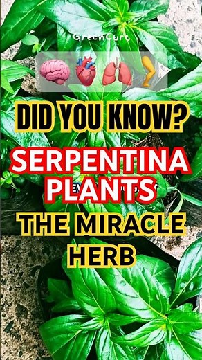 Serpentina Plant Benefits #healthylifestyle #HerbalMedicine #NaturalRemedies