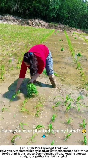 Hand‑Planting Rice – Speed, Precision, and Tradition in the Paddy! 🌾💪