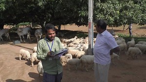10K views · 895 reactions | Complete Farmer successful in Integrated Farming Cow, sheep, goat, chicken, Agriculture, etc... | My Nature India Foundation | Facebook