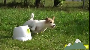 Automatic Dog Ball Launcher, Interactive Dog Toys Indoor Outdoor Dog Ball Thrower Machine for Small and Medium Dogs, Interactive Dog Toys