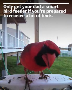 If you give a dad a smart bird feeder, he’s gonna want to text you about it. And it will be delightful. Read all about the two best smart bird feeders, both of which make lovely gifts (and are on sale for Black Friday): nyti.ms/3IO0zbT | Wirecutter