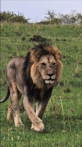 Maasai Mara 4K | Male lion roaming in heart of Maasai Mara National Reserve Kenya