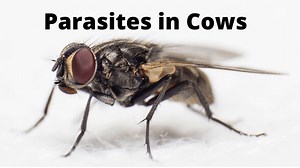 Internal / External Cow Parasites