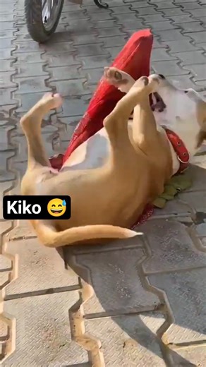 kiko the pittbull 😅मस्ती time#dogbreed #viralvideo #pitbull #youtubeshorts #funny #pets #dog #music