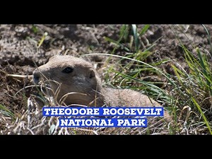 Theodore Roosevelt National Park | Badlands scenery and wildlife
