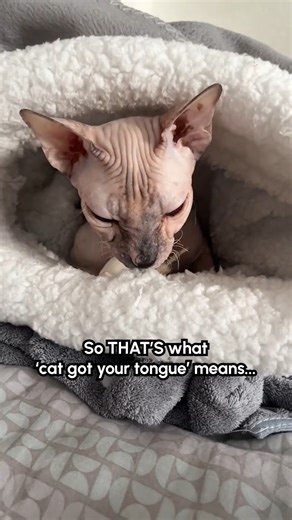 Cat got your tongue? 👅😹 #Cat #CatLife #SphynxCat #HairlessCat | The Pet Collective