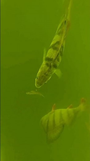 These perch were absolutely huge 🤯 #perch #fishing #underwater