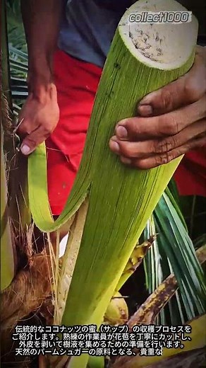 伝統的なココナッツの蜜採取プロセス！職人の技 #worker #process #coconut #harvest #agriculture