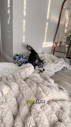 27K views · 657 reactions | We really will never catch a break… but we wouldn’t change it for the world _fix_000 #dogsoftiktokviral #dogsoftiktok #dog #husky #goldenretriever #dogs | Ken Flores | Facebook