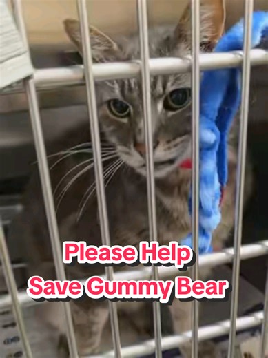 I adopted Gumby this Sunday, a 13 year old senior cat that no one wanted. He was toothless, skin and bones but full of love so there was no question if he deserved to be loved. I took him home. First day home I noticed random episodes of rapid labored breathing, so out of concern I took him to VCA Animal hospital today to get examined throughly. 1k later we discovered somehow someway he survived a Traumatic diaphragmatic hernia aka he was hit by a car and his intestines pushed out his abdominal 
