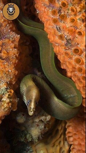 Electric Eel: The Shocking Fish That Produces Electricity #facts #electric #eel_fish #didyouknow