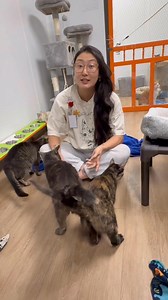 1.2M views · 46K reactions | POV: Your cat’s the bedtime boss. Side-eyes. Meows. Hallway pacing. All to make sure you get to bed. Routine or tiny furry tyrant? Drop your cat’s bedtime quirks in the comments!”#catsoffacebook #catbehavior #bedtimeboss #catmoments #funnycats #catsareweird #catlife #felinefun #petroutine #catlovers #facebookcats | The Cattery Cat Shelter | Facebook