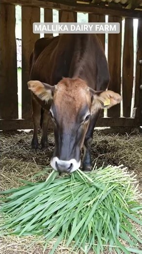 Cow eat napier grass #cow #dairy #shorts