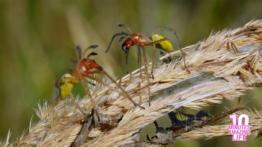 A camera caught a rare spider interaction
