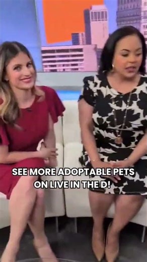 See more pets who need furever homes every week on Live In The D!