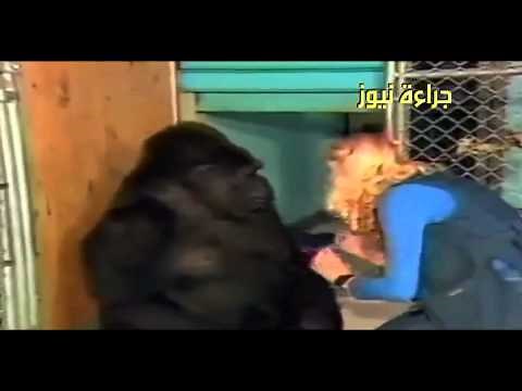 Gorilla express her grief at the death of the cat was living with her