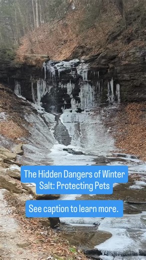 ❄️🐾 How Dangerous is Winter De-icing Salt for Pets? Did you know the salt we use to melt ice on sidewalks and roads can harm pets, wildlife, and our environment? If you’re a pet owner, or just care about the environment, it’s time to rethink how we manage ice this winter. 🐶🐱🌿 💡 I just published a full guide that covers: 🐾How salt affects pets, and wildlife 🛟Safer, non-toxic alternatives 👣Tips to protect your pets on walks 📖 Read the full blog here ➡️ https://empoweredpet.com/blog Let’s 