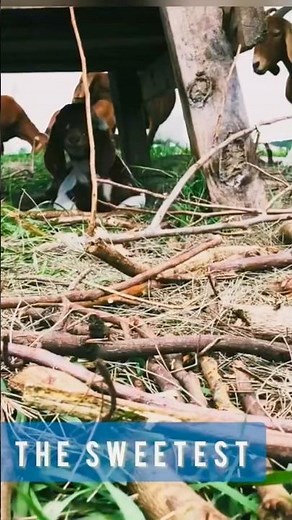 Baby goat feeding from mother