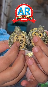 820K views · 8.3K reactions | turtle buy online | Red Eared Slider Baby Turtle , Breed Of North America Mexico  . AR EXOTIC PETS    9794020680 . . . . #turtle #aquarium #pet #exoticpets #animals #fish #wildlife #petsofinstagram #petstagram #petlovers #cuteanimal #nature #wildanimals #fishtanks #petsvlog #redearedsliderturtle #ar_exotic_pets1 | Sonali Parrot | Facebook