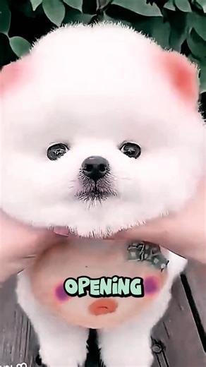 Most Cutest Puppies In The World 🥰