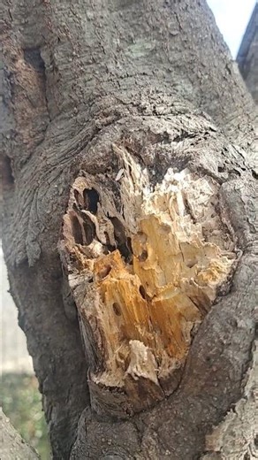 Significant wound on the tree trunk #branch breaking off