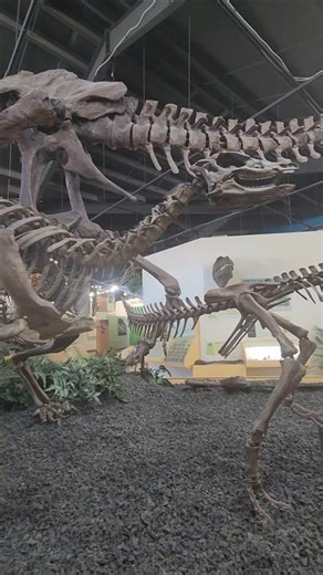 Thescelosaurus fossil preserved skin