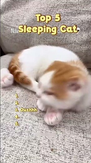 This cat sleep so well #cat #suncats #funny #funnycat #pet #cute #cutecat