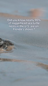 🌊🐢 Sea turtle nesting season is here! Did you know nearly 90% of loggerhead sea turtle nests in the U.S. are found right here on Florida’s shores? 🌴💚 Let’s do our part to protect these incredible creatures: ✨ Keep beaches clean—pick up all trash! ✨ Fill in holes and knock down sandcastles before leaving. ✨ Avoid using bright lights at night—sea turtles need dark, quiet beaches to nest. And, of course, don't get too close to the wildlife! #LiveWildlyFL #WeAreWildFlorida #LiveWildly #Loggerhea