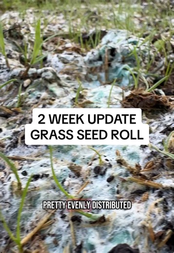 2-Week Update on Grass Seed Rolling Progress