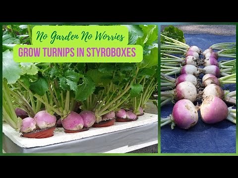 NO GARDEN? NO PROBLEM! Use This Method To Grow Your TURNIPS | KRATKY METHOD Hydroponics