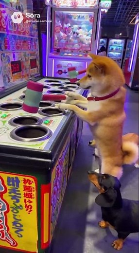 犬の逆襲！猫を叩くリベンジ編🐶💥🐱｜🐾きゃわいいネタ🐶アニマル #cute #柴プー #animals