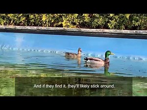 Ducks in your pool? Here’s what to do