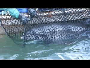 Taiji's Brutal Dolphin Hunting Season Has Ended