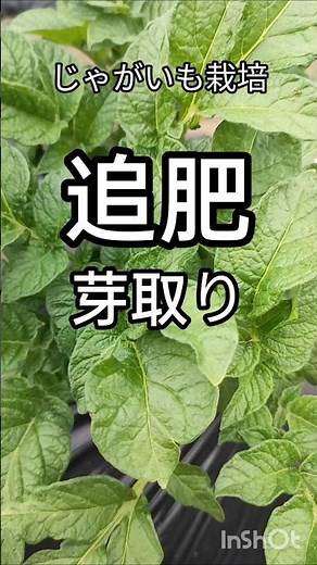 じゃがいも大きく育てる作業を追肥と芽取りで完遂ジャガイモ黒マルチ栽培家庭菜園農家農園農業芽かき裏技肥料やり方キタアカリ