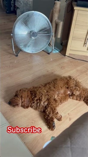 #cockapoo #cockapoopuppies #rocco #puppies #puppy #puppylove #doggo #funny #pets #dogpuppy