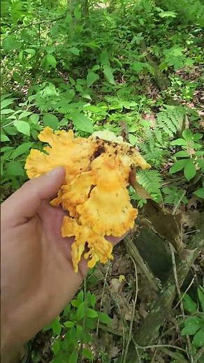 Found Chicken of the Woods