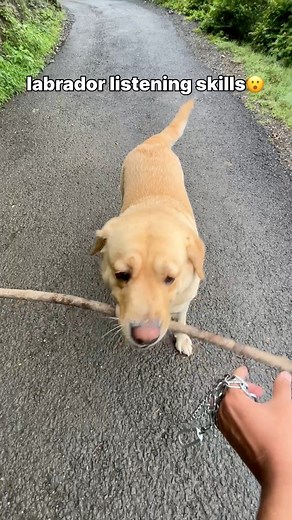 175K views · 4K reactions | labrador listening skills  || labra rubi || #reelsviralシfb #reelsfacebook #reelsfypシ #facebookreel #FacebookPage #facebookviral #labrador #dog #animalwelfare #petlovers | rubi’s world | Facebook