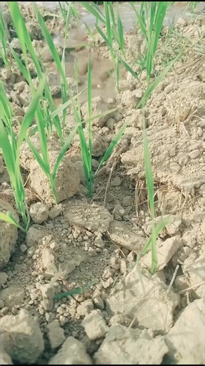 Laxmi ❤️ Krishna (@laxmikrishna29)’s videos with original sound - F b music