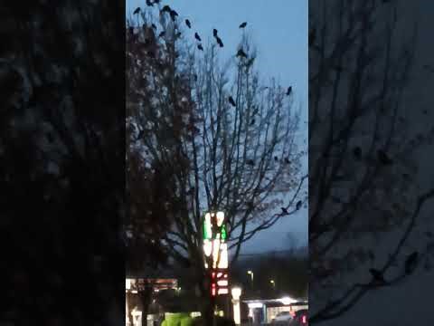 Crows, crows, crows.... No ai here, just 100% pure Crow excitement! Bothell, Washington. 11/28/2025