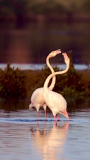 Flamingo Courtship Dance: A Synchronized Spectacle