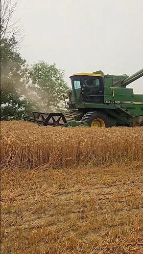 Biggest Combine Harvester at Work 🚜🌾 #shorts
