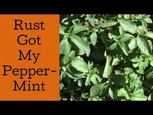 Mint Rust Got My Peppermint!!